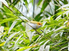 Abroscopus albogularis