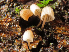 Mycena mirata