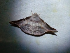 Oenochroma turneri