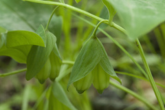 Polygonatum involucratum