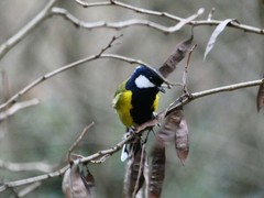 Parus monticolus