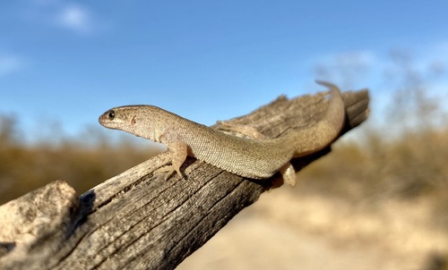 Desert Night Lizard