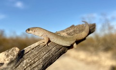 Desert Night Lizard photo 1