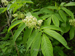 Sambucus sieboldiana