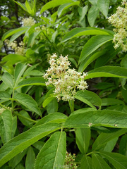 Sambucus sieboldiana