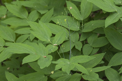 Caulophyllum robustum