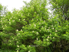 Sambucus sieboldiana