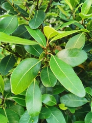 Sideroxylon inerme inerme