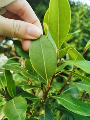 Sideroxylon inerme inerme