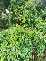 Sideroxylon inerme inerme