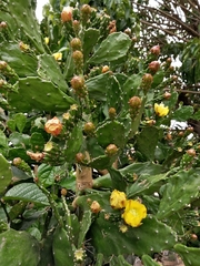 Opuntia monacantha
