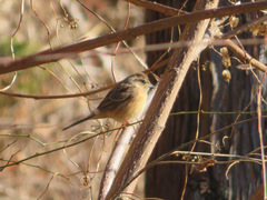 Emberiza cioides