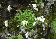 Draba borealis