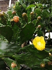 Opuntia monacantha