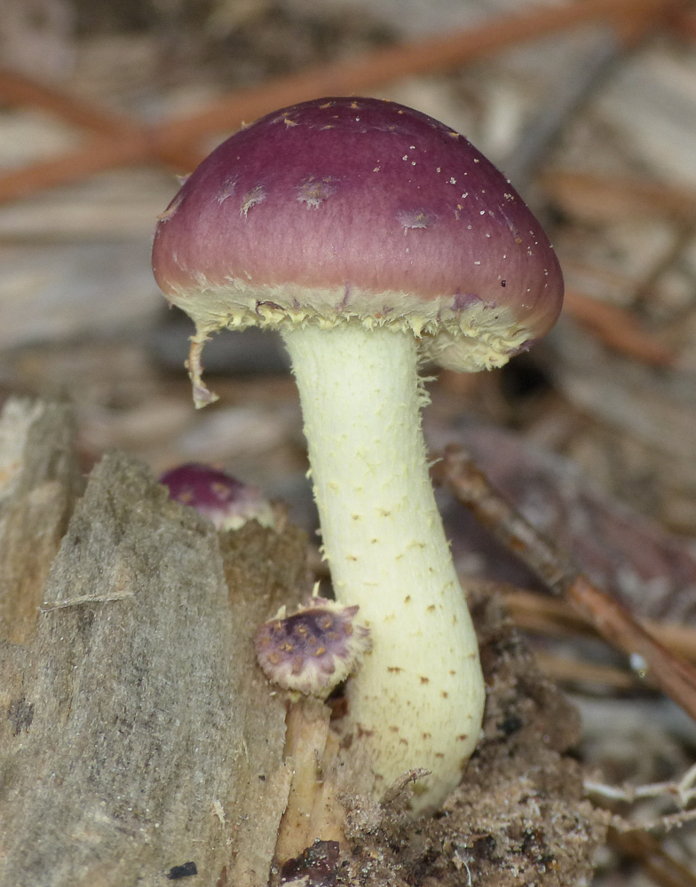Pholiota polychroa