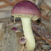 Pholiota polychroa - Photo (c) Linda Gail Price, some rights reserved (CC BY-NC), uploaded by Linda Gail Price