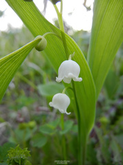 Convallaria keiskei