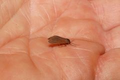 Virbia laeta