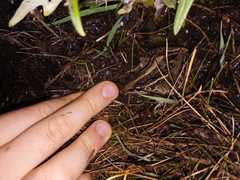 Leptodactylus gracilis