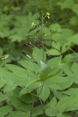 Caulophyllum robustum