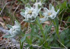 Leontopodium kurilense