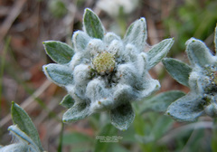 Leontopodium kurilense