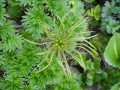Pulsatilla taraoi