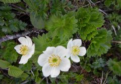 Anemonastrum villosissimum