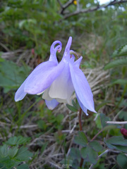 Aquilegia flabellata