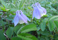 Aquilegia flabellata