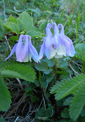 Aquilegia flabellata