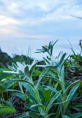 Leontopodium kurilense