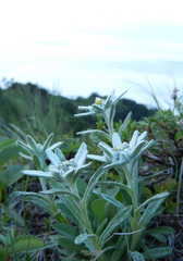 Leontopodium kurilense