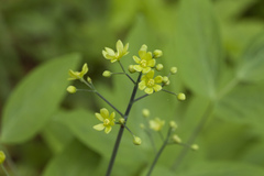 Caulophyllum robustum