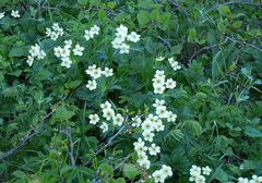Anemonastrum villosissimum