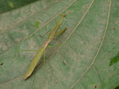 Cotigaonopsis providenceae