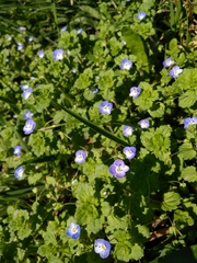 Veronica persica