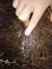 Elachistocleis bicolor