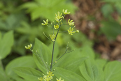 Caulophyllum robustum