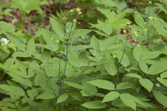 Caulophyllum robustum