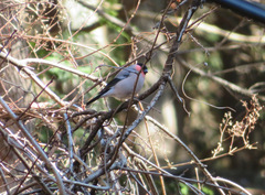 Pyrrhula pyrrhula griseiventris