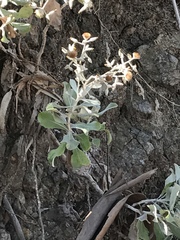 Hazardia detonsa
