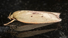 Prionocris protoxantha