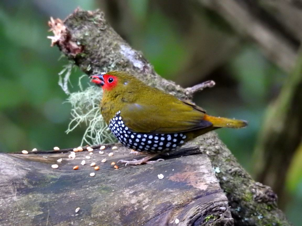 Green-backed Twinspot (Mandingoa nitidula) photo