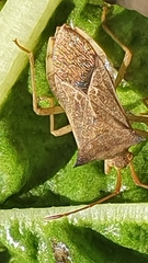 Cletus ochraceus