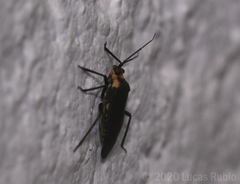 Prepops circummaculatus