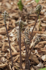 Athyrium sinense