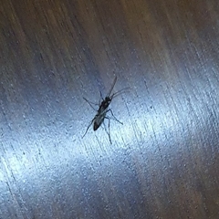 Insecta