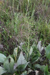 Afrotysonia glochidiata