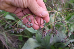 Afrotysonia glochidiata